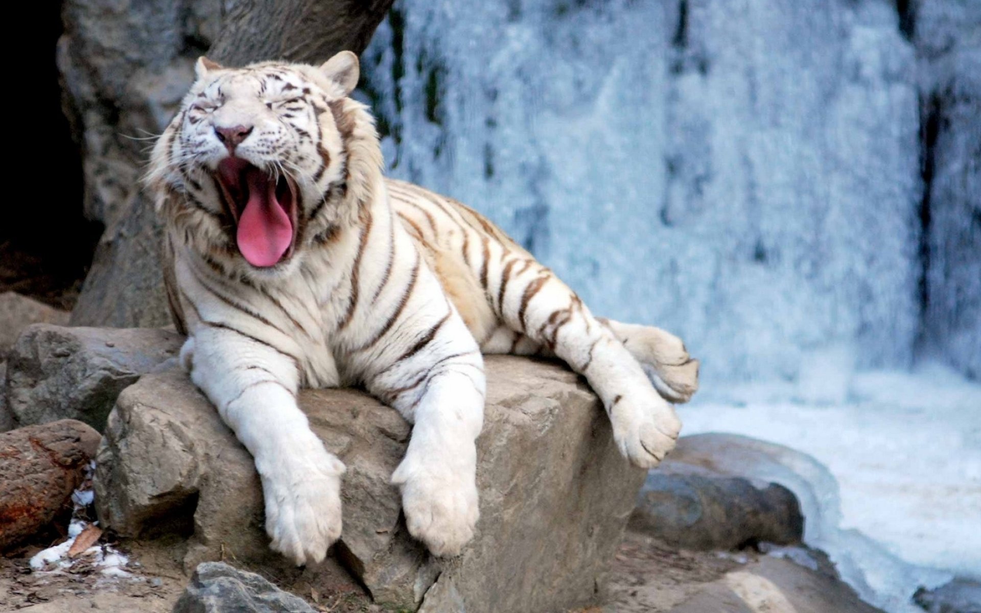 Free White Tiger high quality background ID:175013 for hd 1920x1200 desktop