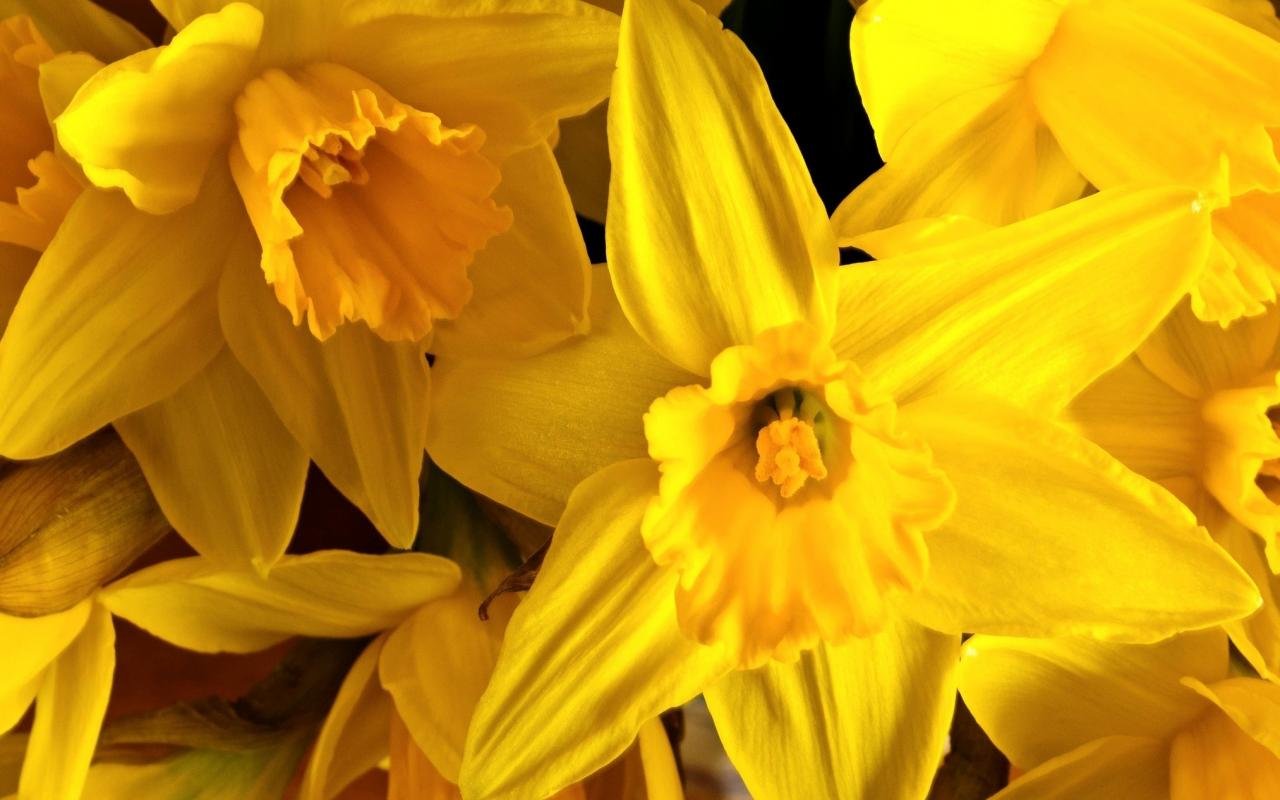 Free download Daffodil wallpaper ID:375682 hd 1280x800 for PC