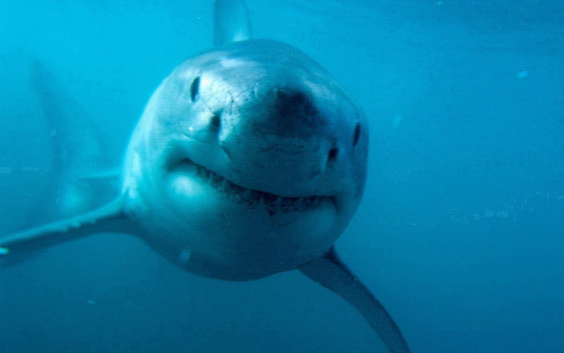 Free download Great White Shark background ID:374677 hd 1920x1200 for computer