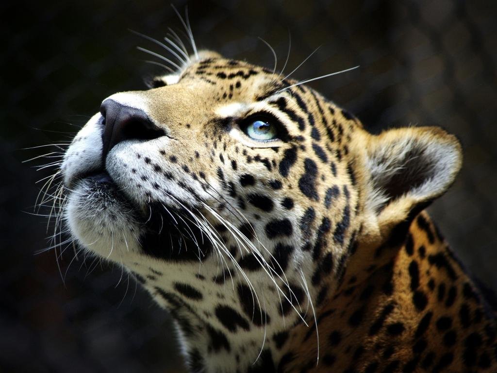 Free Leopard high quality wallpaper ID:448201 for hd 1024x768 PC