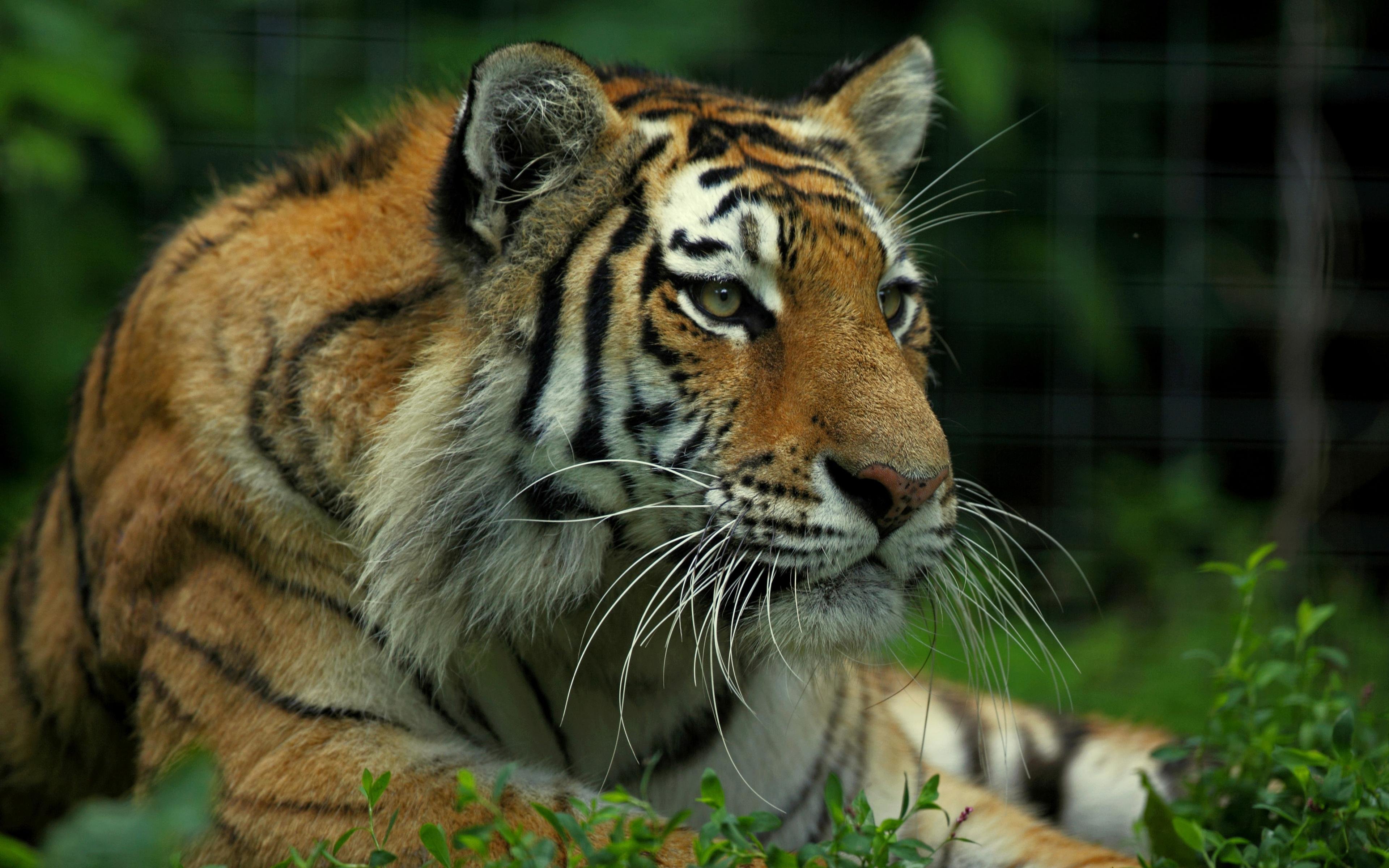 Best Tiger wallpaper ID:116303 for High Resolution hd 3840x2400 PC