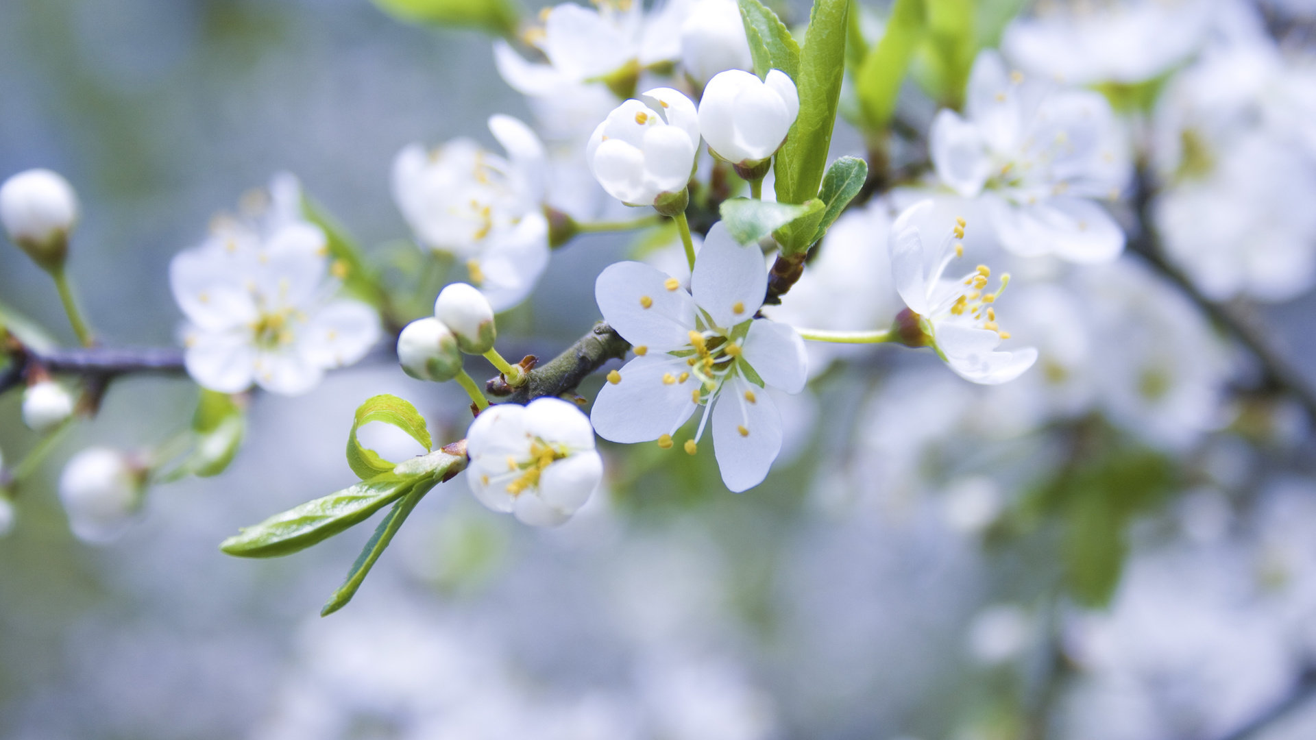 Download full hd 1080p Blossom PC wallpaper ID:332792 for free