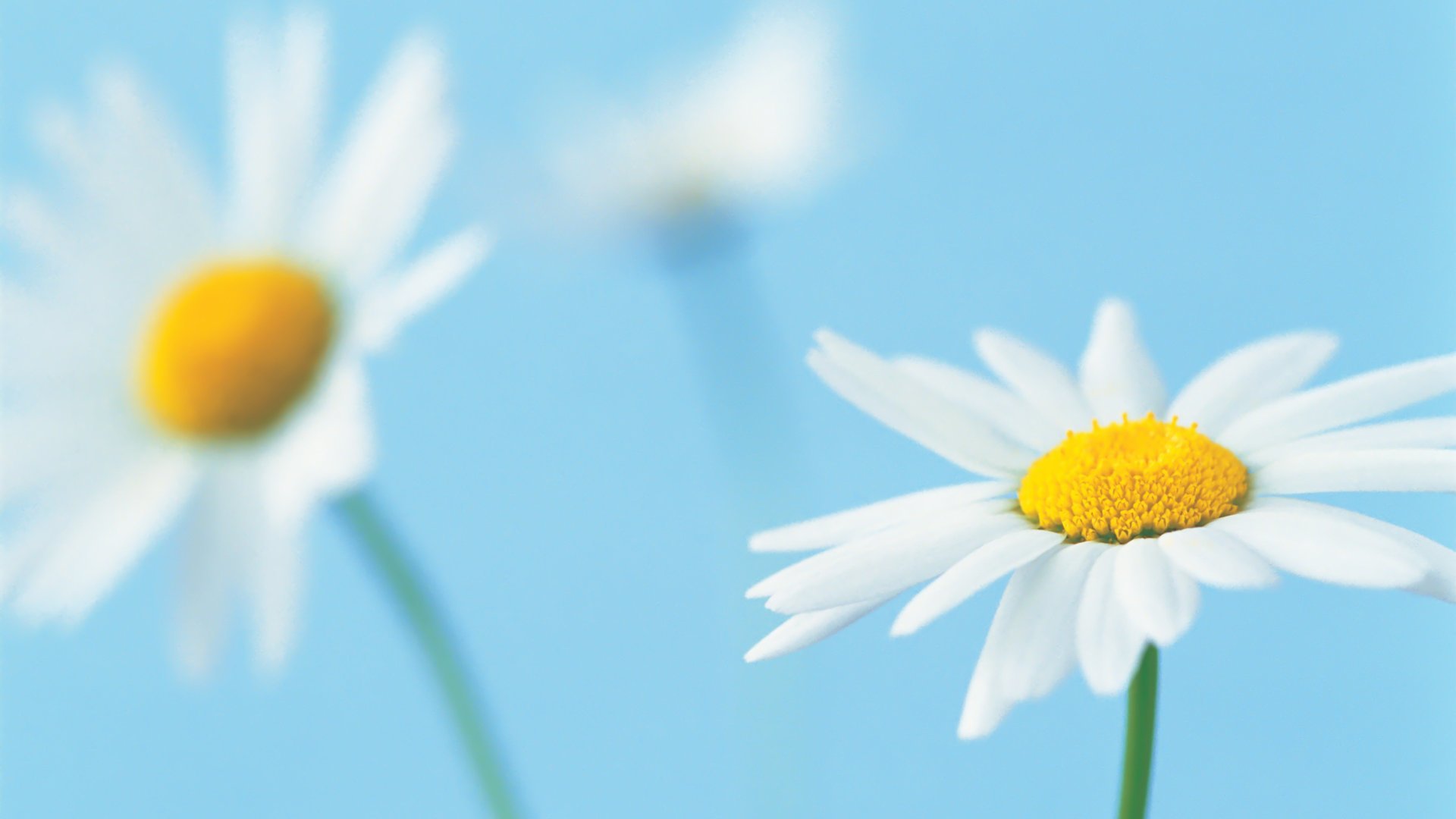 High resolution Daisy hd 1920x1080 wallpaper ID:363391 for PC