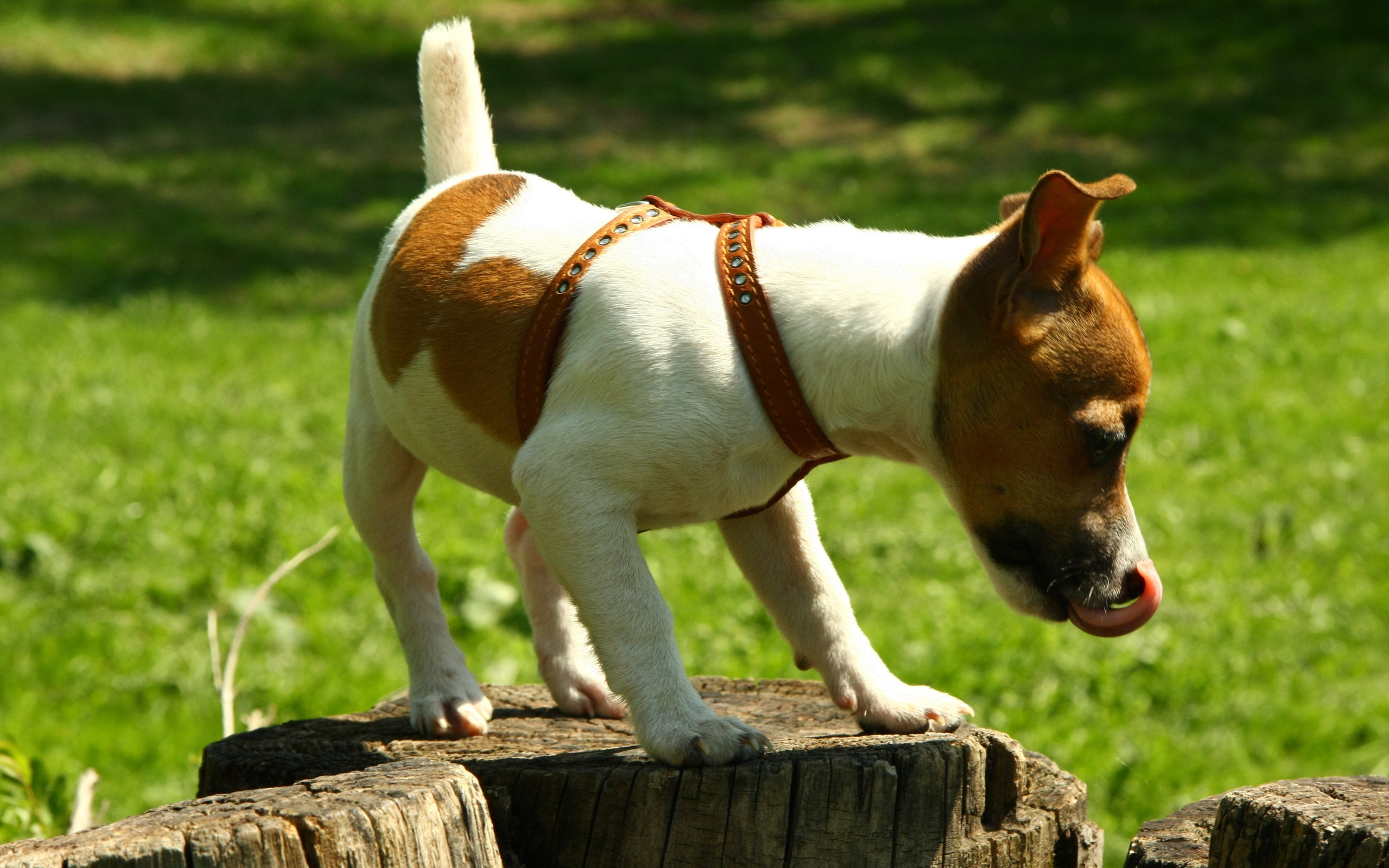 Download hd 2560x1600 Jack Russell Terrier computer background ID:124131 for free