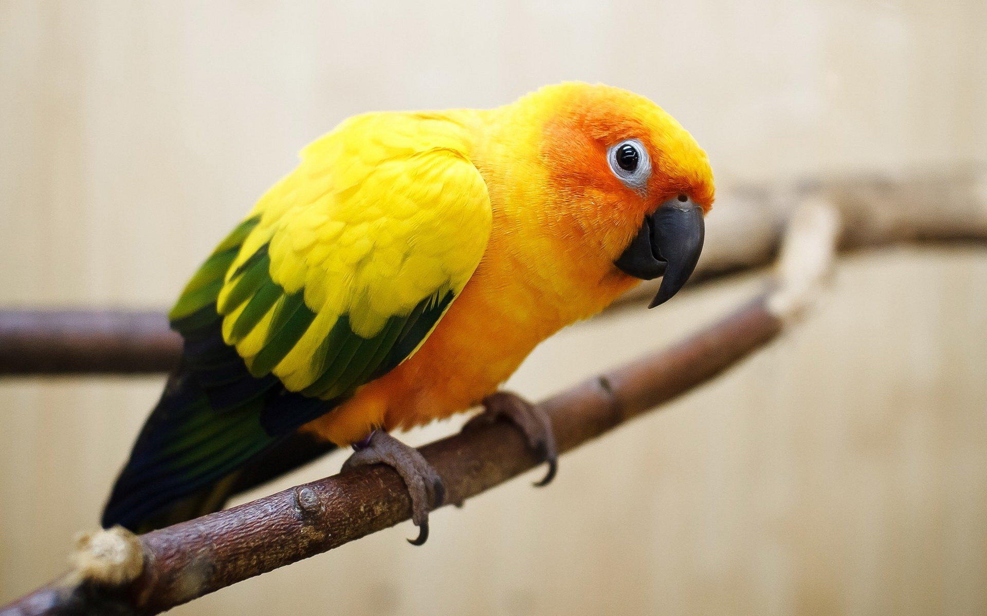 Awesome Parrot free background ID:25777 for hd 1920x1200 desktop