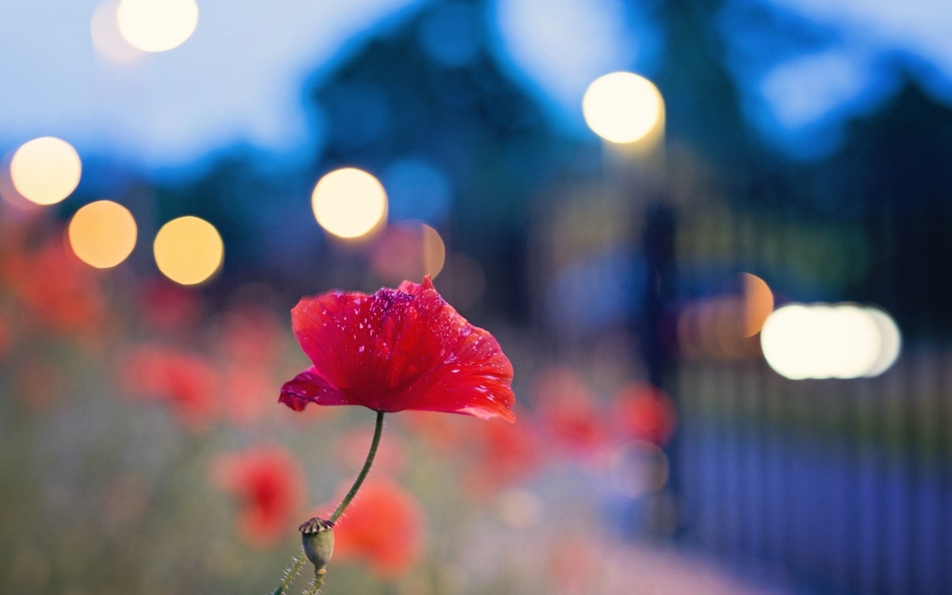 Free Poppy high quality wallpaper ID:99788 for hd 1920x1200 computer
