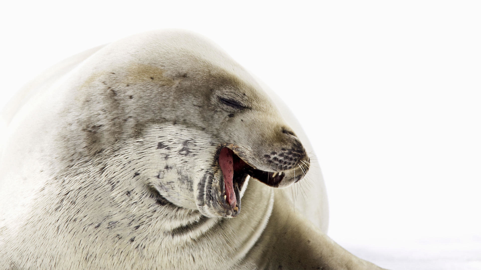 Best Seal background ID:183324 for High Resolution full hd 1920x1080 desktop