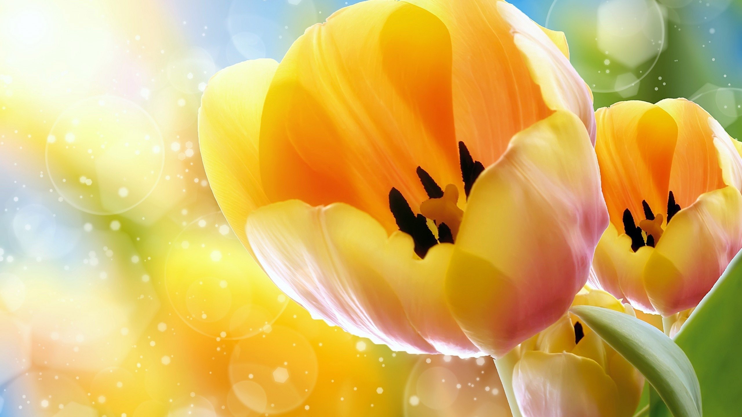 Awesome Tulip free background ID:157437 for hd 2560x1440 PC