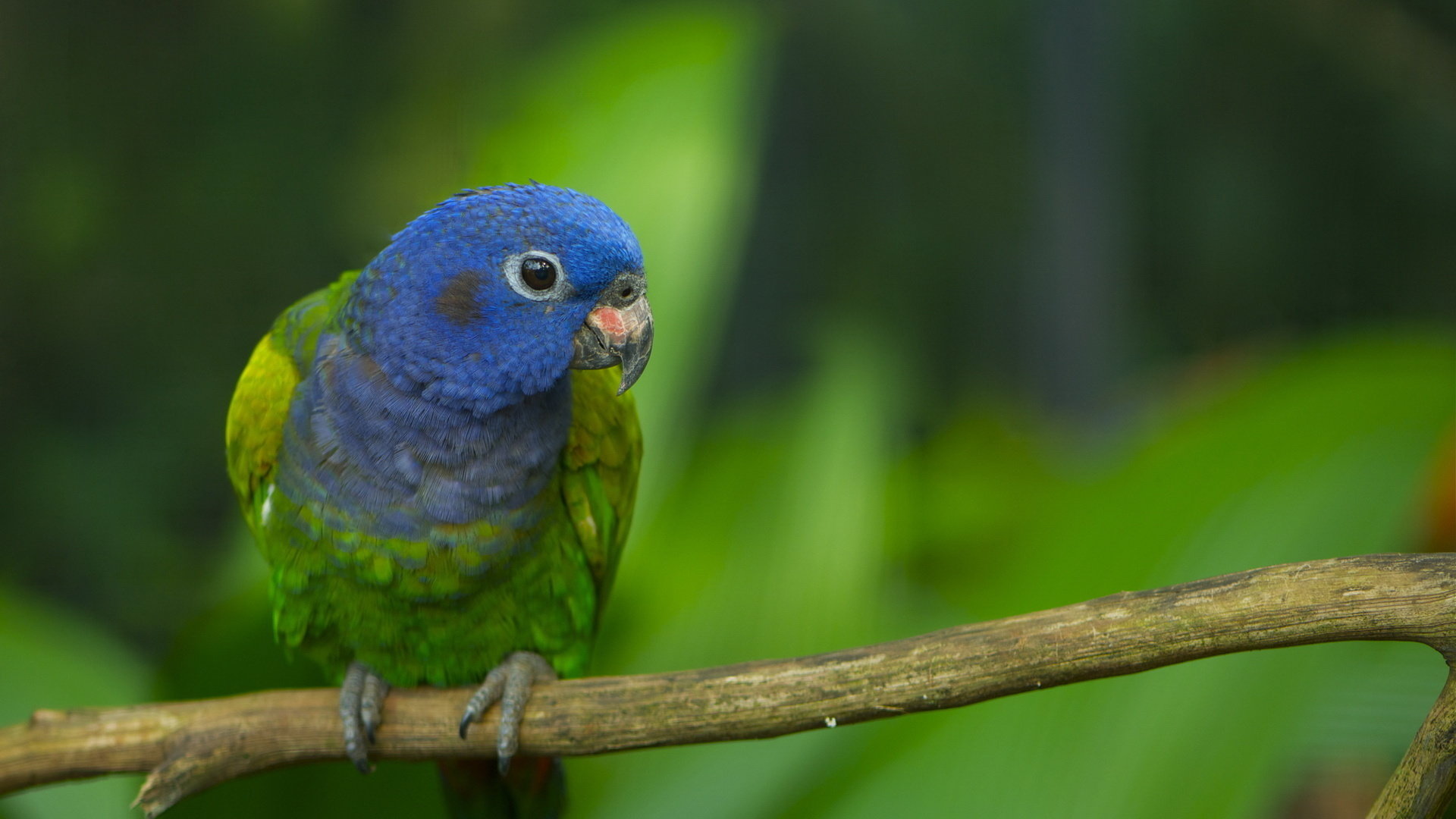Free download Parrot wallpaper ID:25738 hd 1920x1080 for PC