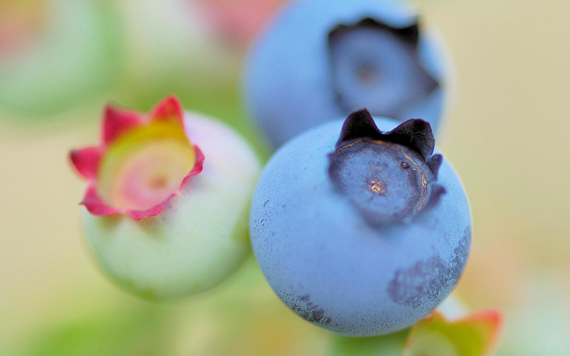 Free Blueberry high quality background ID:68992 for hd 1920x1200 desktop