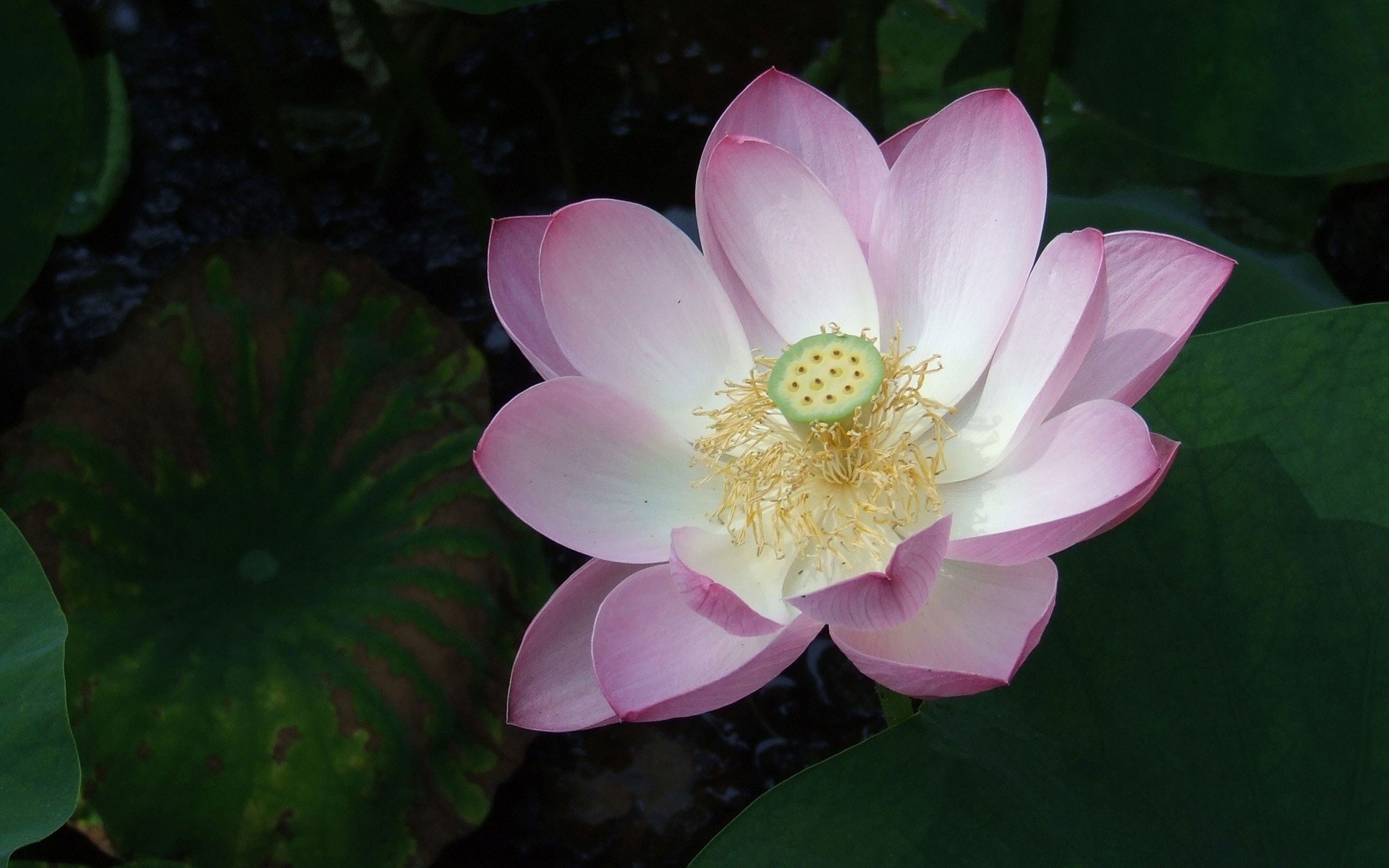 Awesome Lotus flower free background ID:48480 for hd 1920x1200 PC
