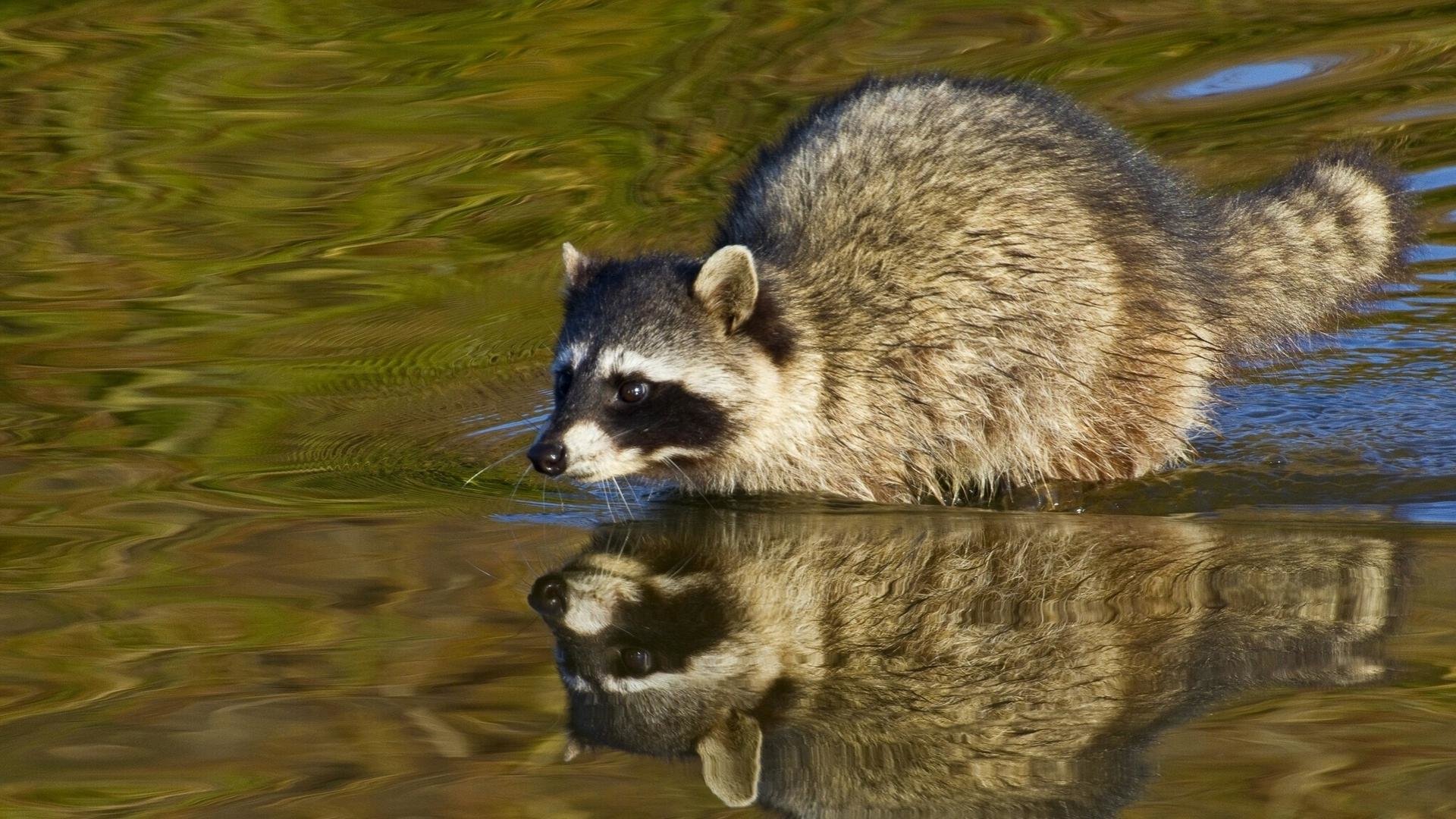 Awesome Raccoon free wallpaper ID:185523 for full hd 1920x1080 computer