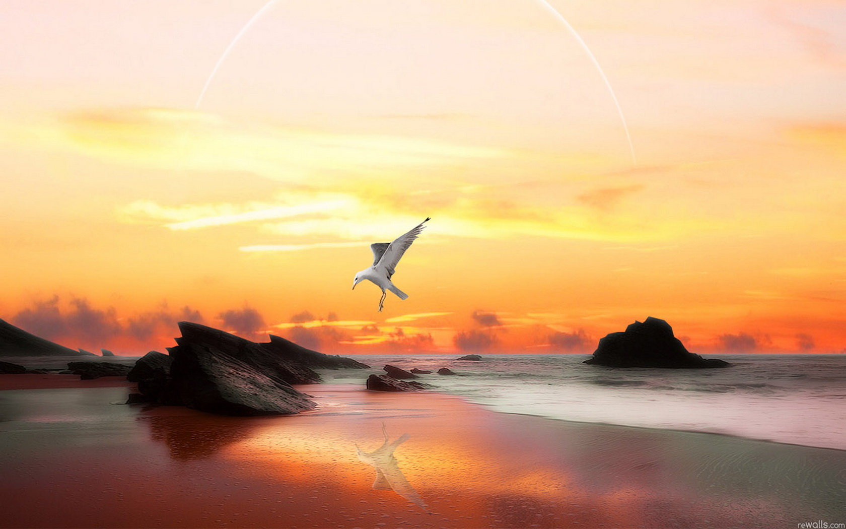 Best Seagull background ID:66908 for High Resolution hd 1680x1050 PC
