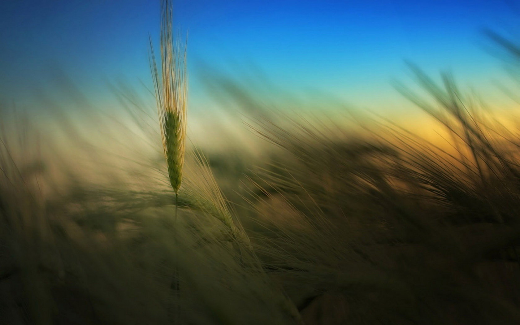Awesome Wheat free background ID:391862 for hd 1680x1050 PC