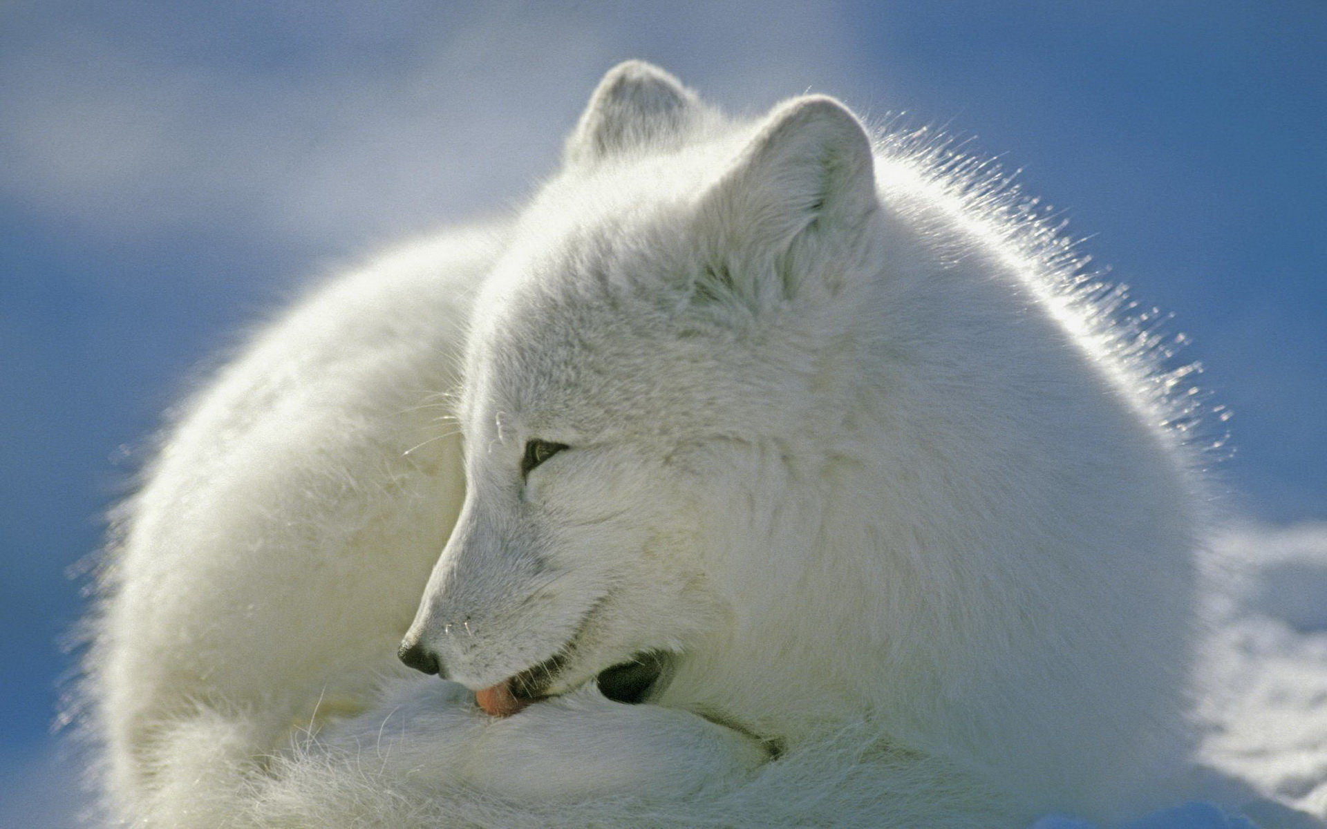 Free Arctic Fox high quality background ID:98768 for hd 1920x1200 computer