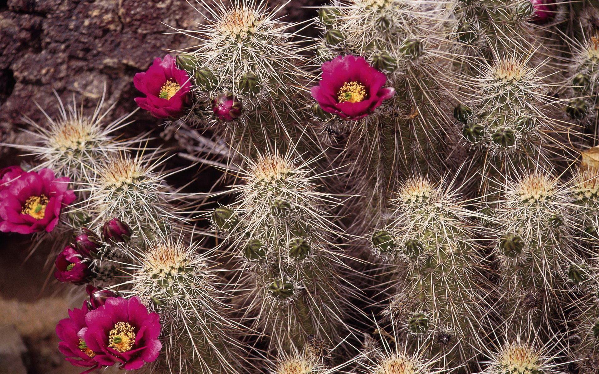 High resolution Cactus hd 1920x1200 background ID:408604 for PC