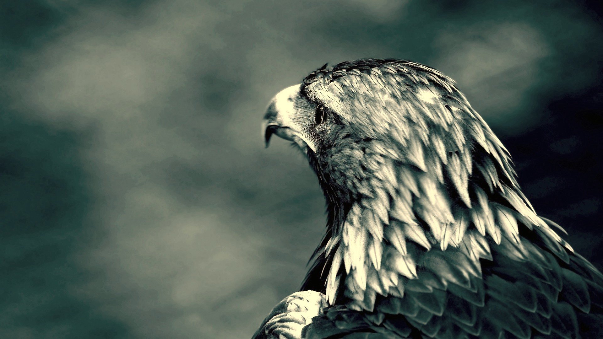 Best Eagle wallpaper ID:231354 for High Resolution 1080p computer