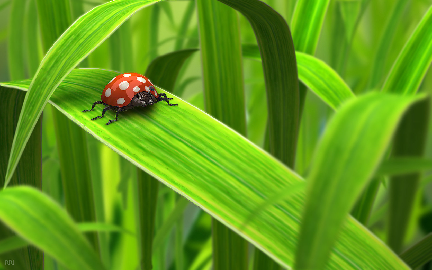 Best Ladybug background ID:270269 for High Resolution hd 1680x1050 desktop