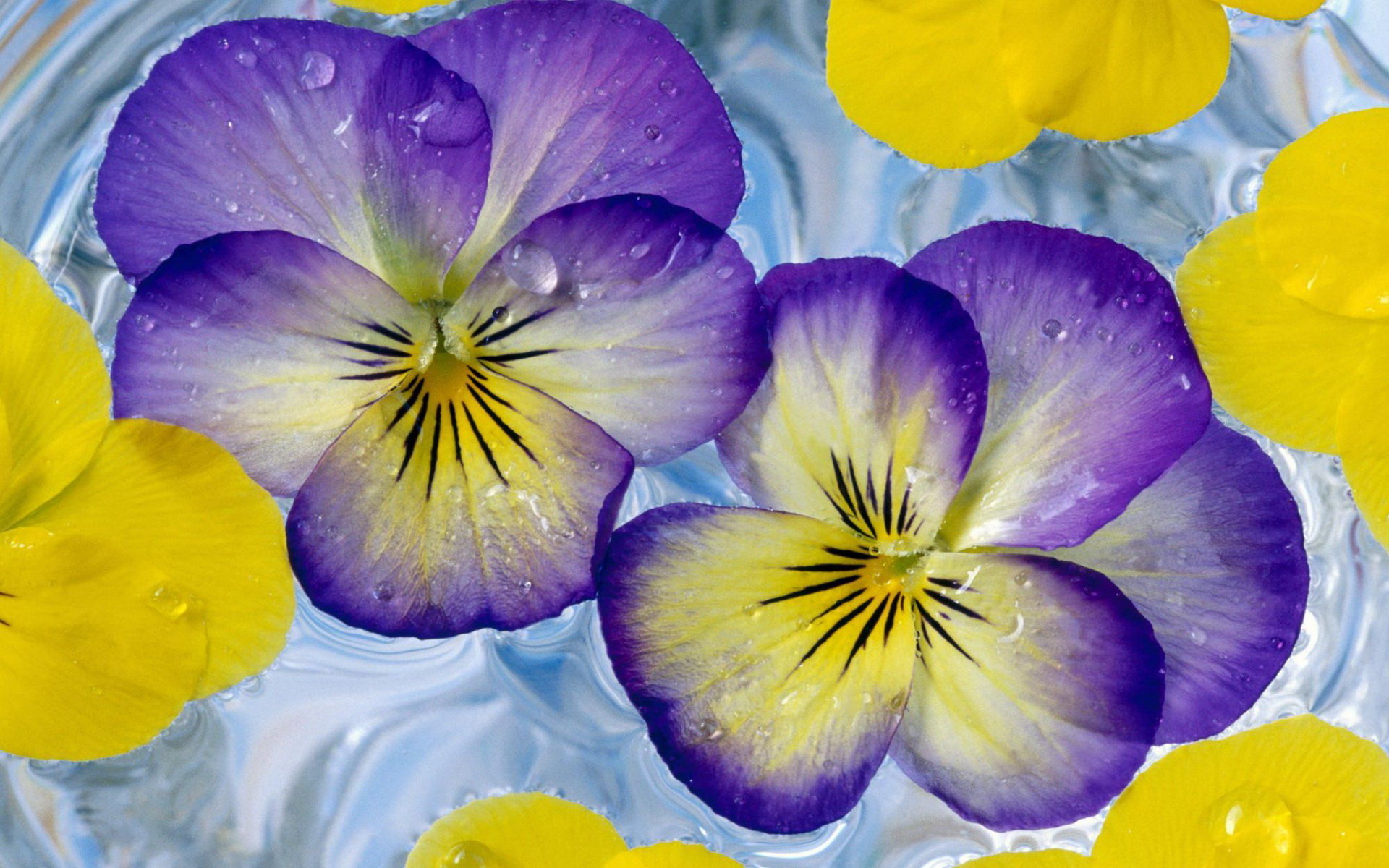 Free download Pansy wallpaper ID:163684 hd 1920x1200 for computer
