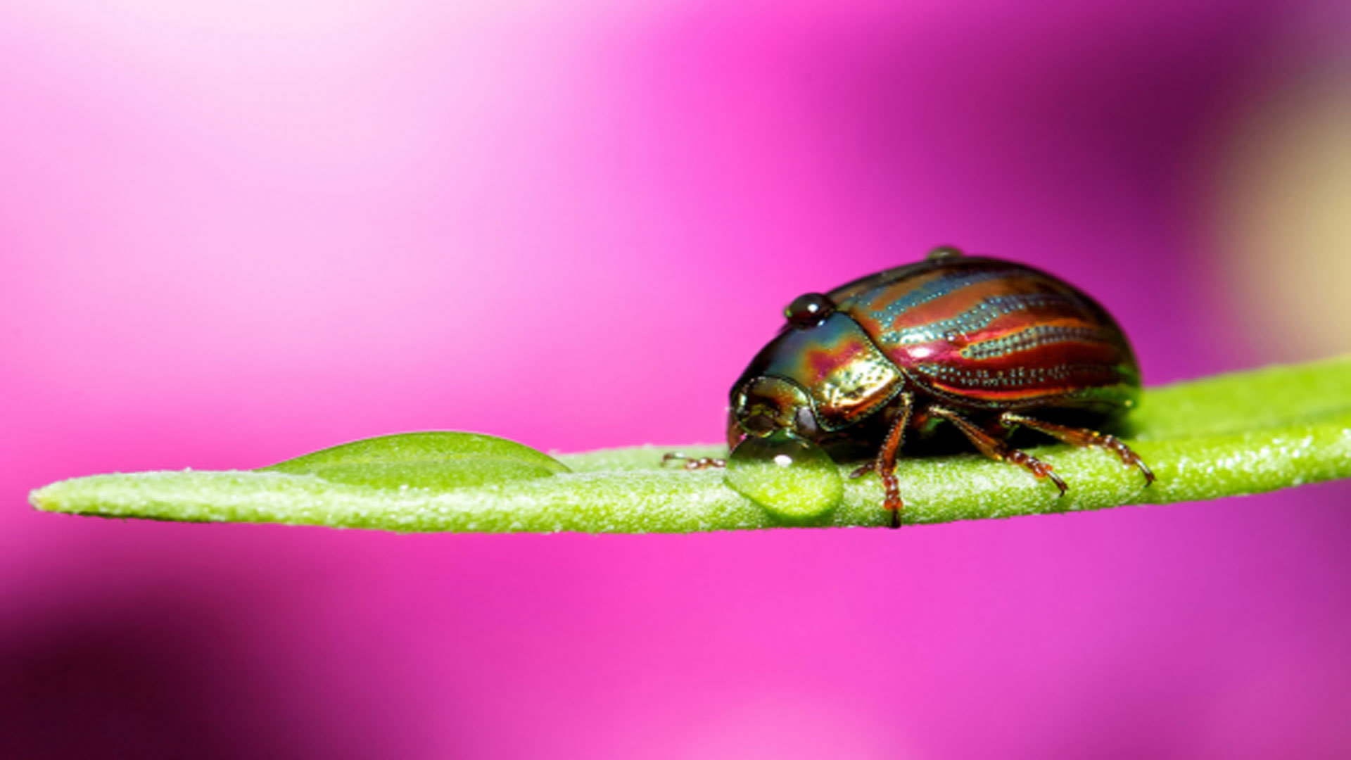 Free Beetle high quality background ID:421535 for 1080p computer