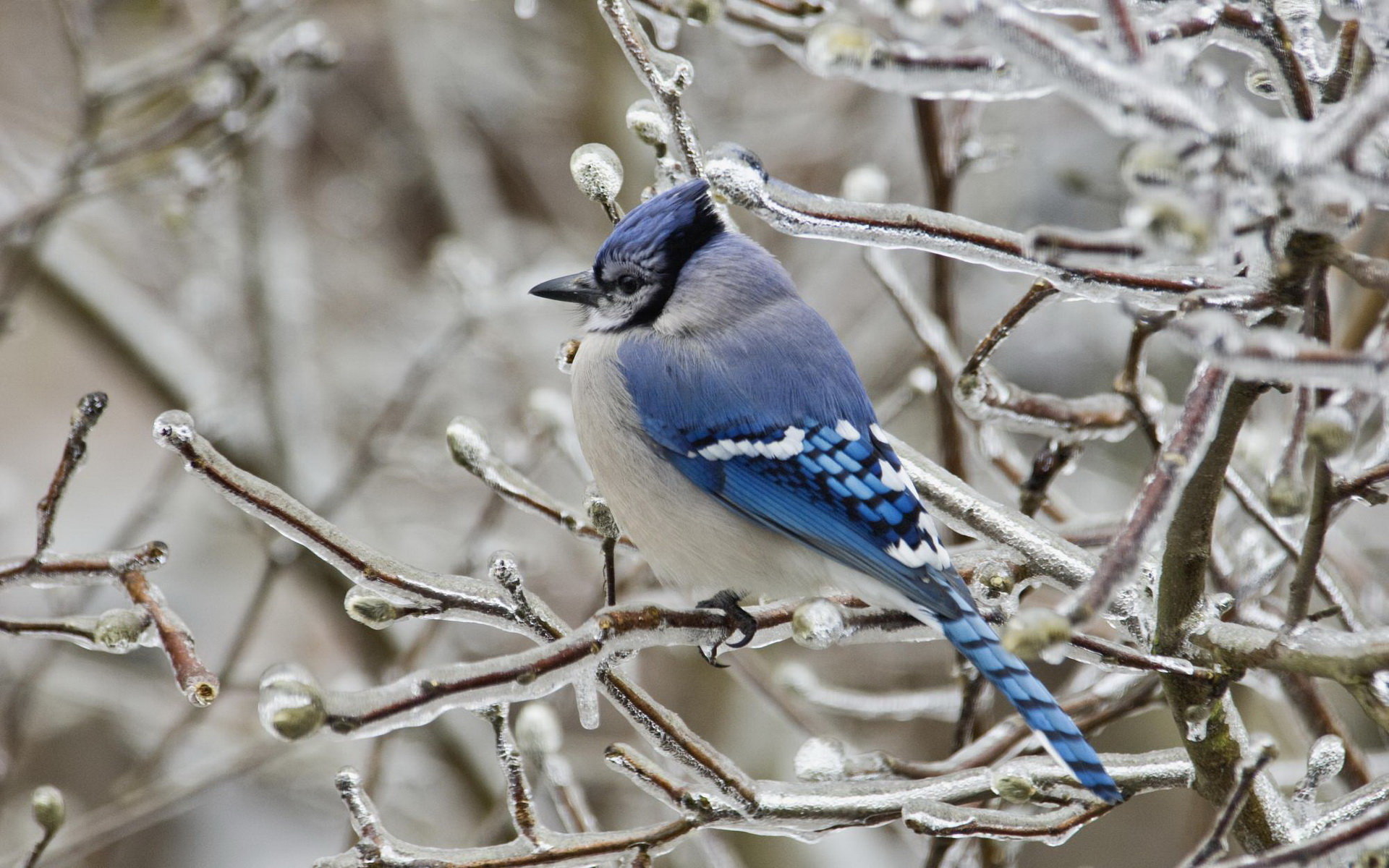 Download hd 1920x1200 Blue Jay PC background ID:158377 for free