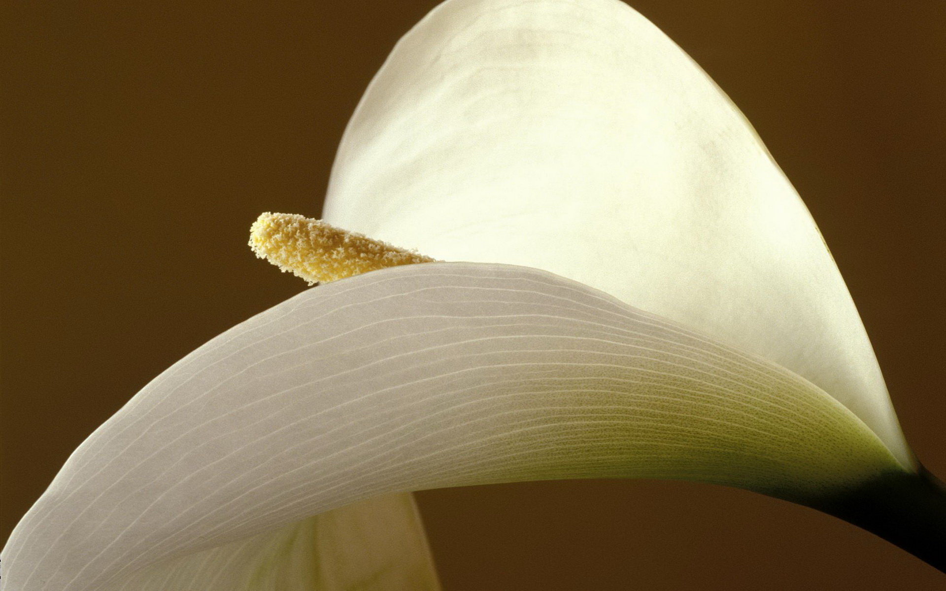 Best Calla Lily background ID:442400 for High Resolution hd 1920x1200 desktop