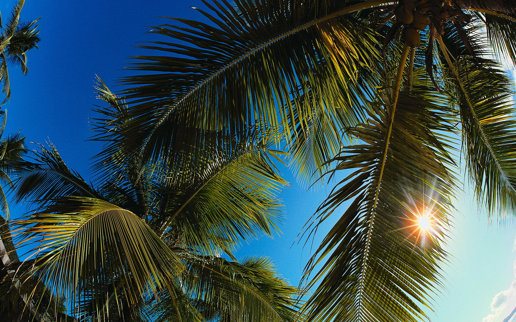 Download hd 1680x1050 Palm Tree desktop background ID:407814 for free.
