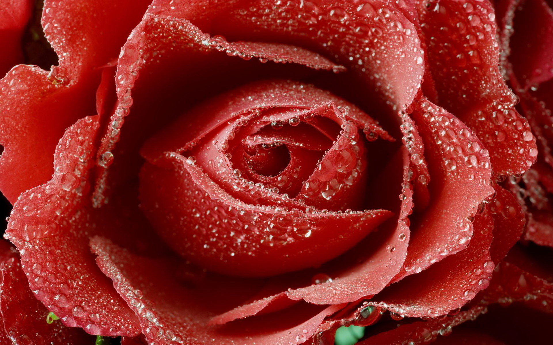 High resolution Rose hd 1920x1200 wallpaper ID:472410 for PC