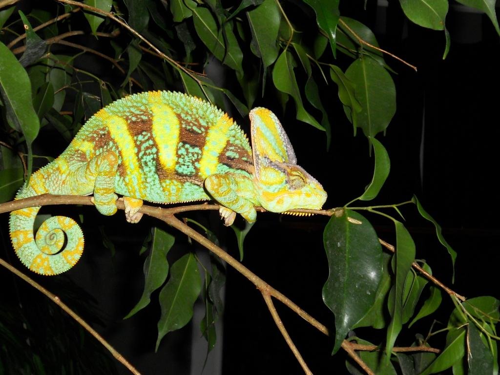 Awesome Chameleon free background ID:462448 for hd 1024x768 computer