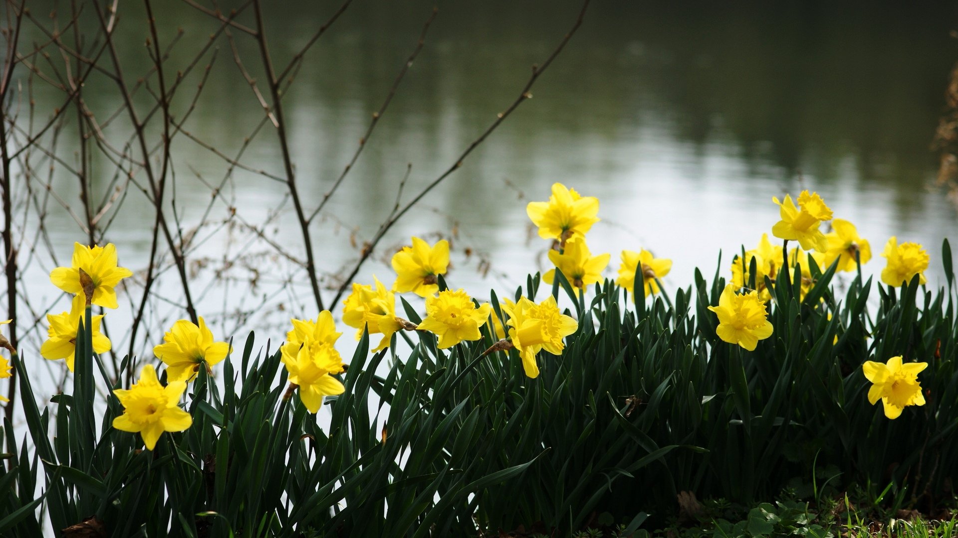 Free Daffodil high quality background ID:375703 for 1080p desktop
