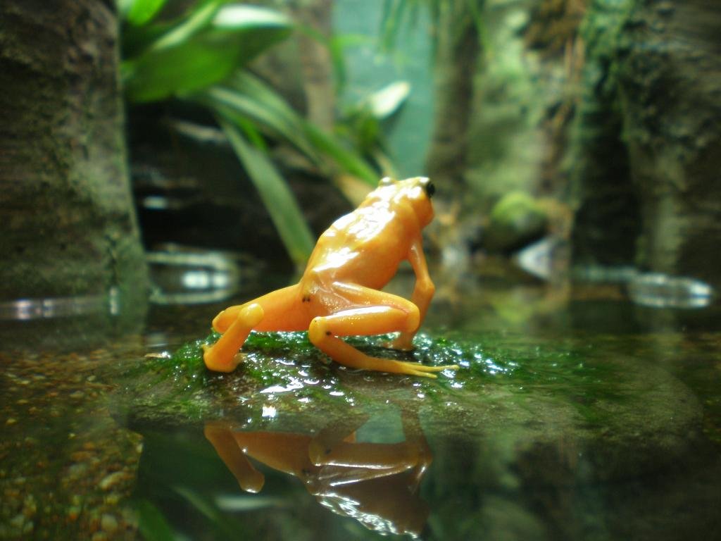 Free Frog high quality background ID:328794 for hd 1024x768 PC