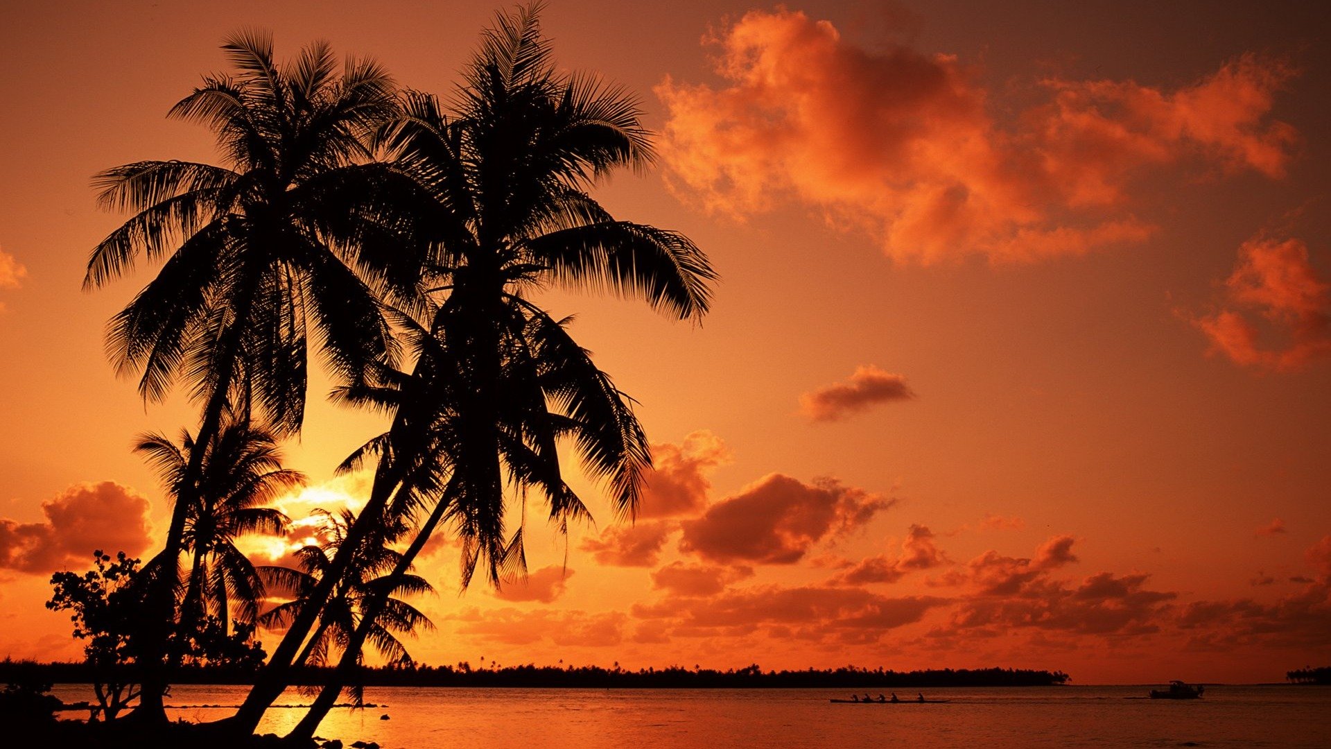 High resolution Palm Tree full hd background ID:407895 for desktop