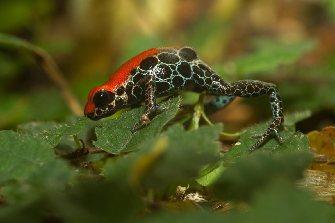 Free download Poison Dart Frog wallpaper ID:253500 hd 1152x768 for PC