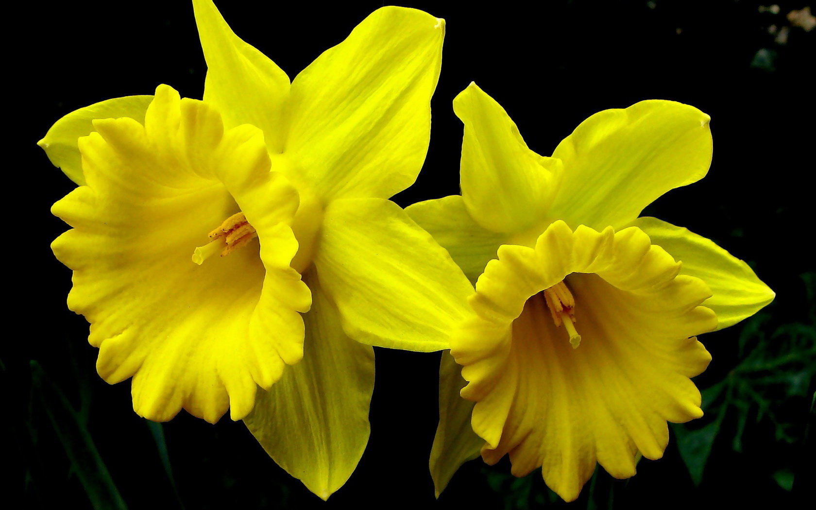 High resolution Daffodil hd 1680x1050 background ID:375706 for desktop