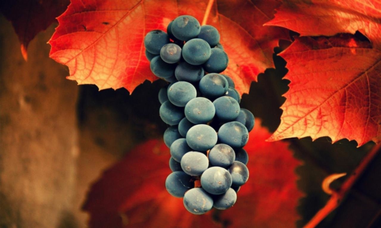 Awesome Grapes free wallpaper ID:420695 for hd 1280x768 PC