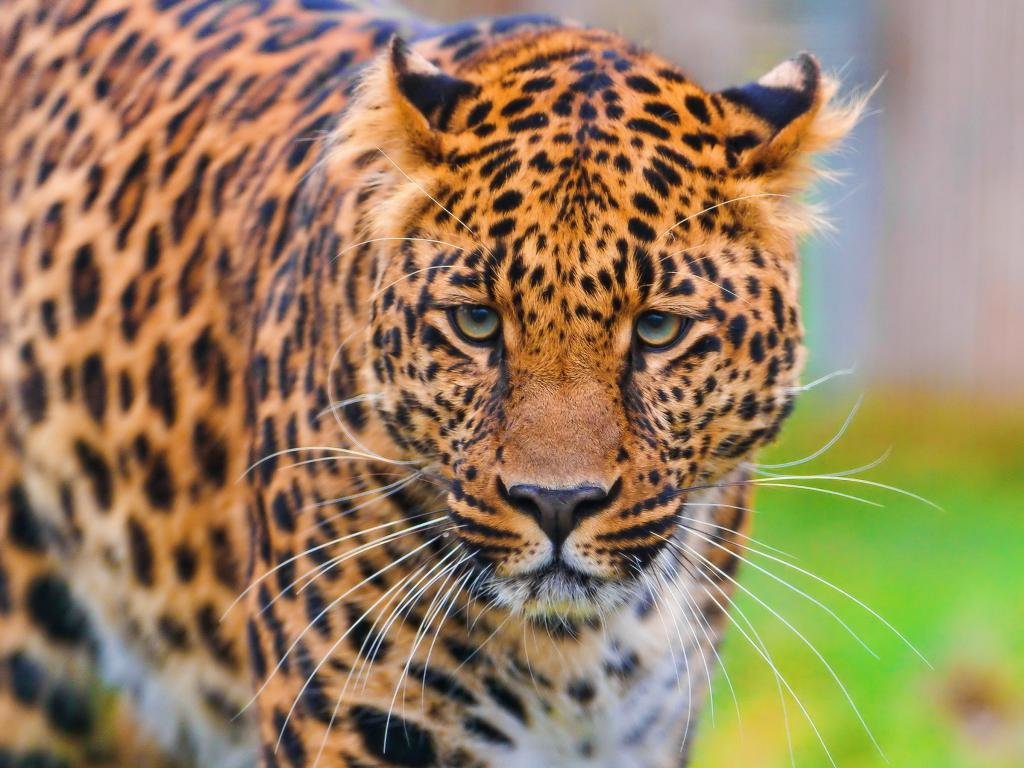 Awesome Leopard free wallpaper ID:448281 for hd 1024x768 PC