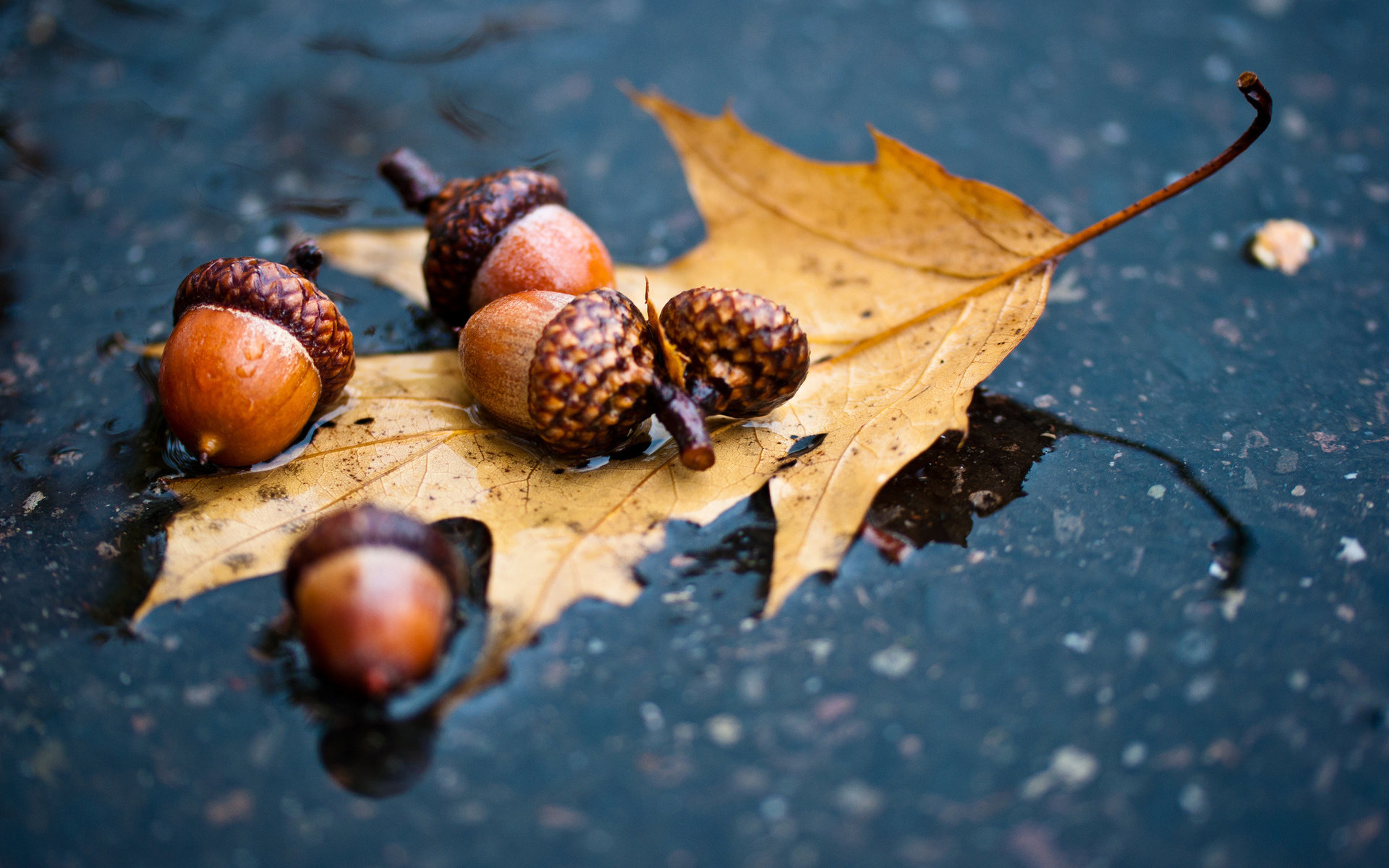 Awesome Acorn free background ID:391591 for hd 1920x1200 PC