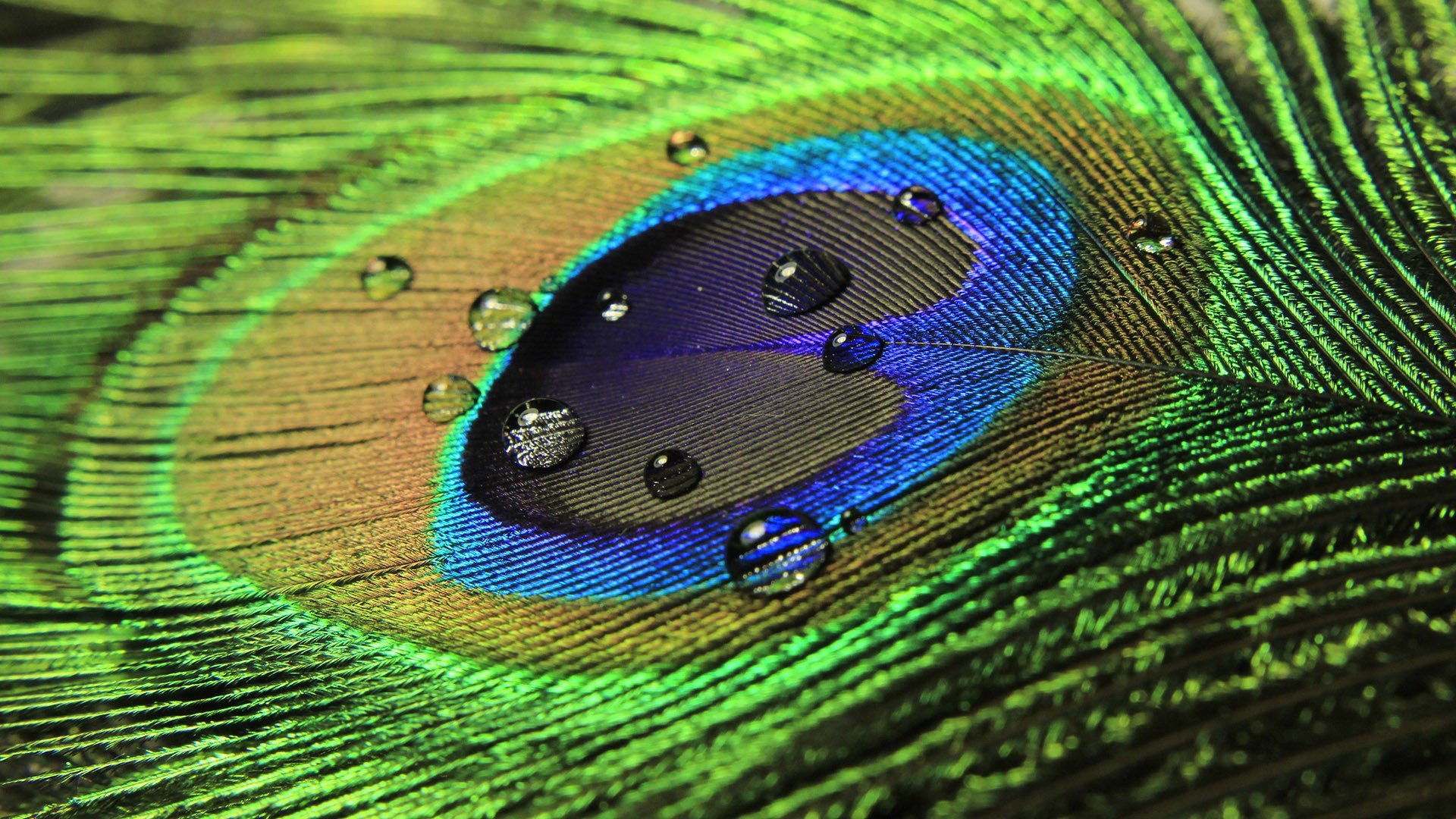 Download Hd 1080p Water Drop Computer Wallpaper Id430330 For Free