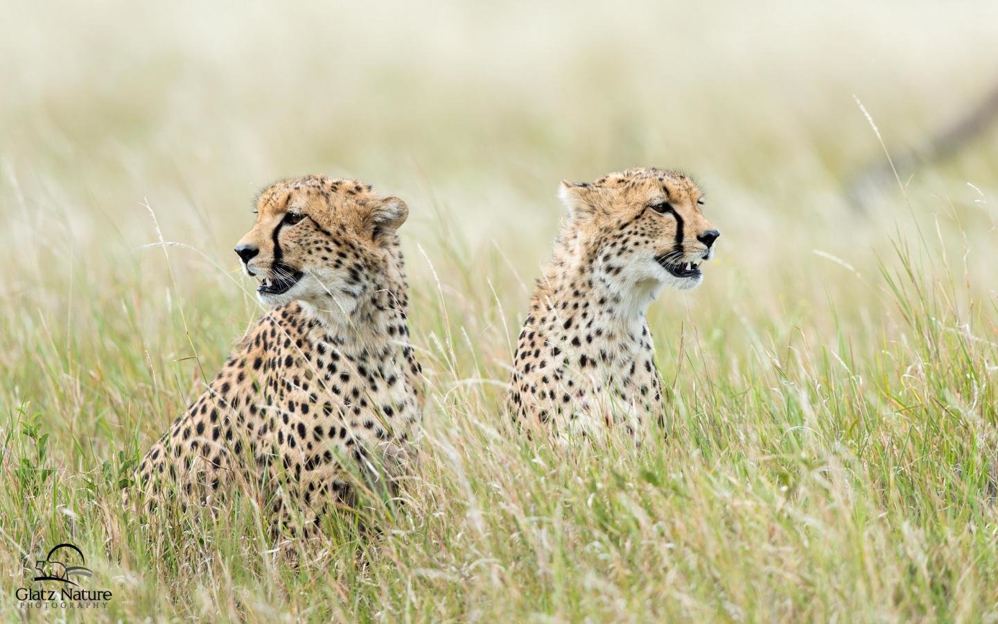 Best Cheetah background ID:161753 for High Resolution hd 1440x900 computer
