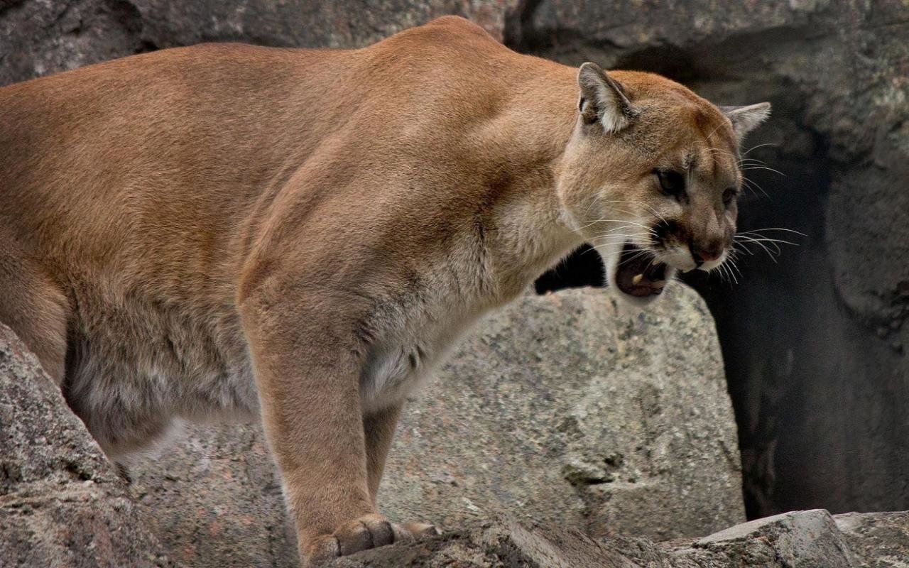 Awesome Cougar free background ID:81702 for hd 1280x800 PC