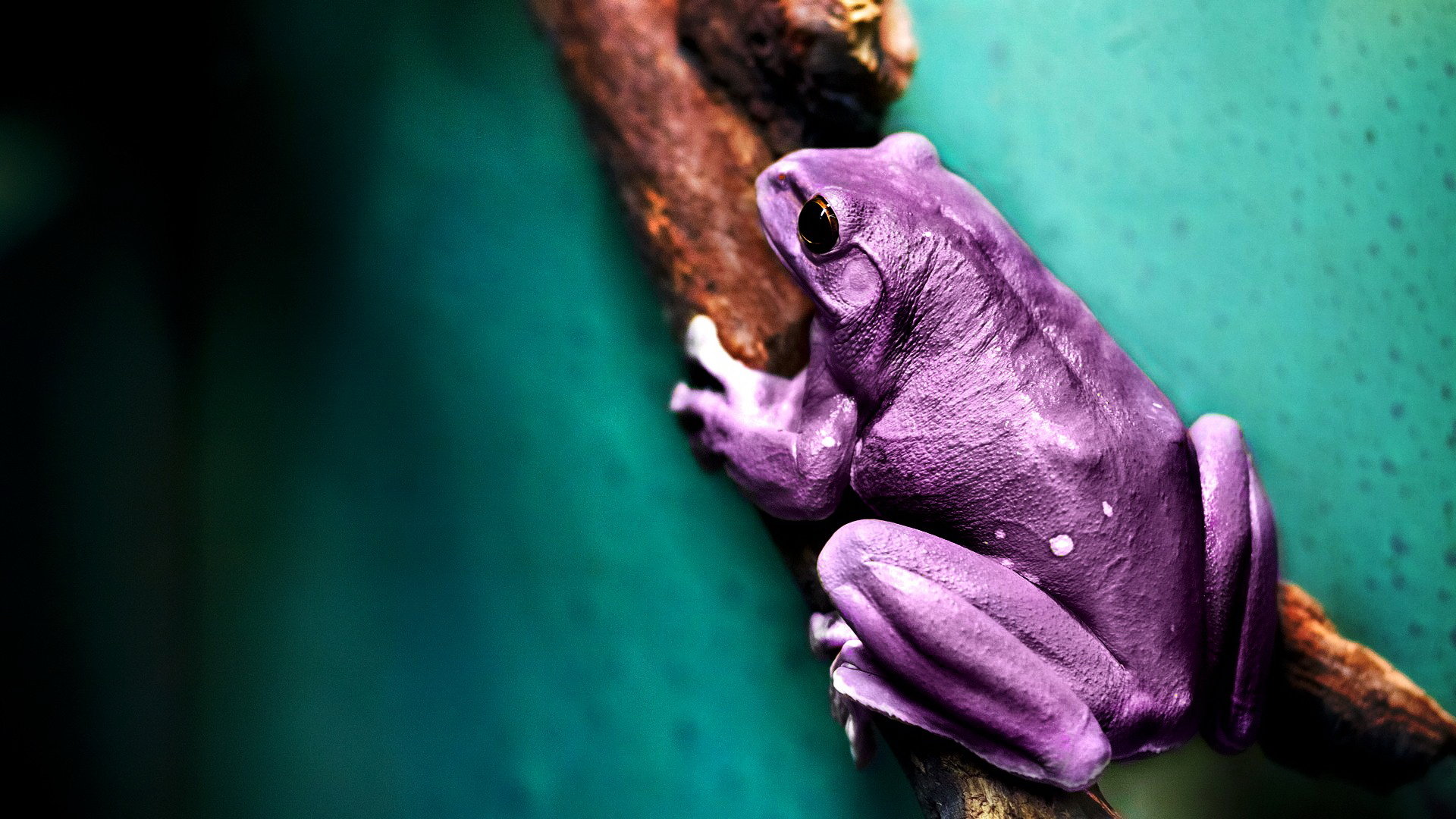 Free download Frog wallpaper ID:328793 hd 1920x1080 for PC