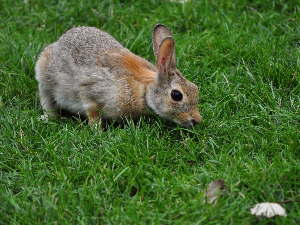 High resolution Hare hd 1024x768 wallpaper ID:81084 for computer