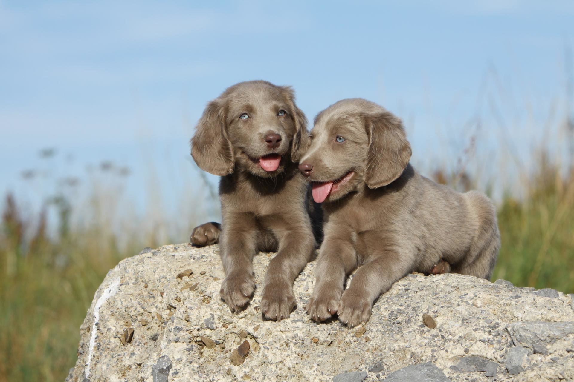 Free Weimaraner high quality background ID:9632 for hd 1920x1280 PC