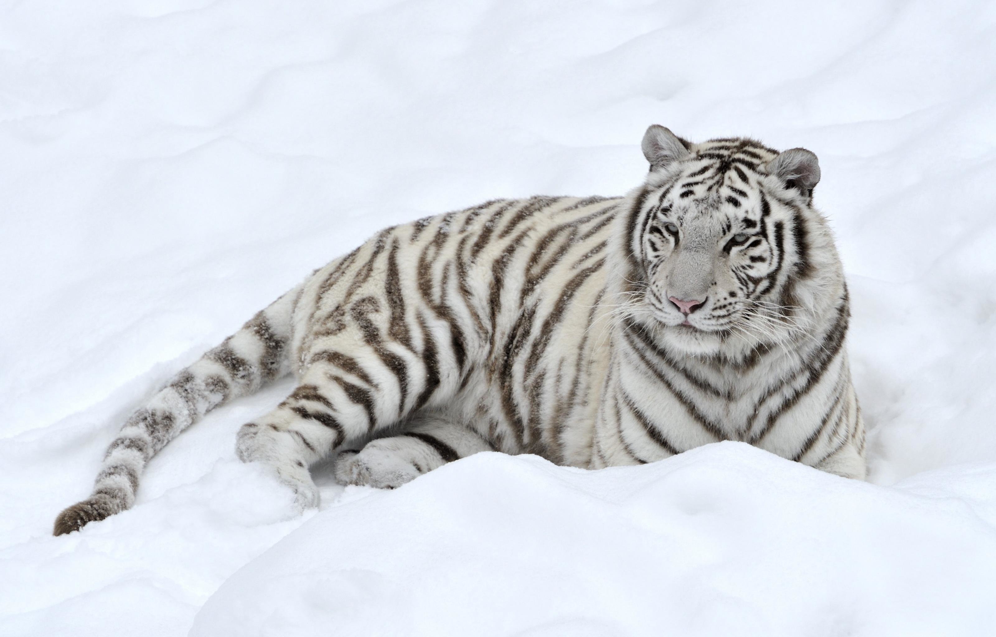 Download hd 3200x2048 White Tiger desktop background ID:174892 for free