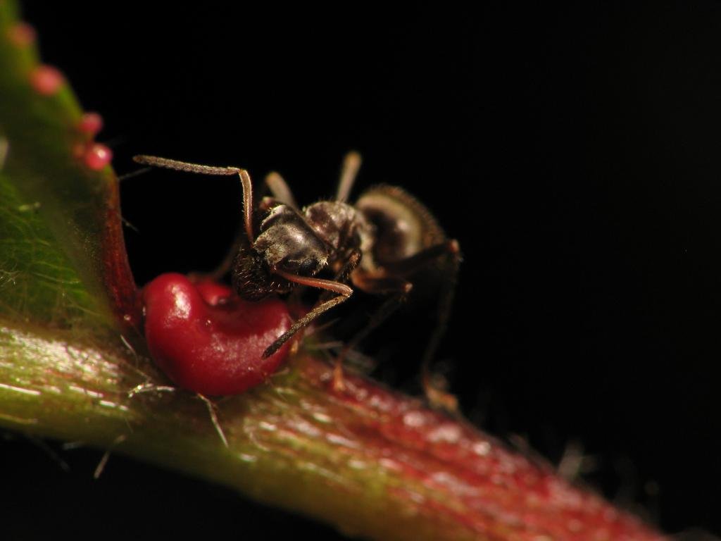 High resolution Ant hd 1024x768 background ID:401251 for computer