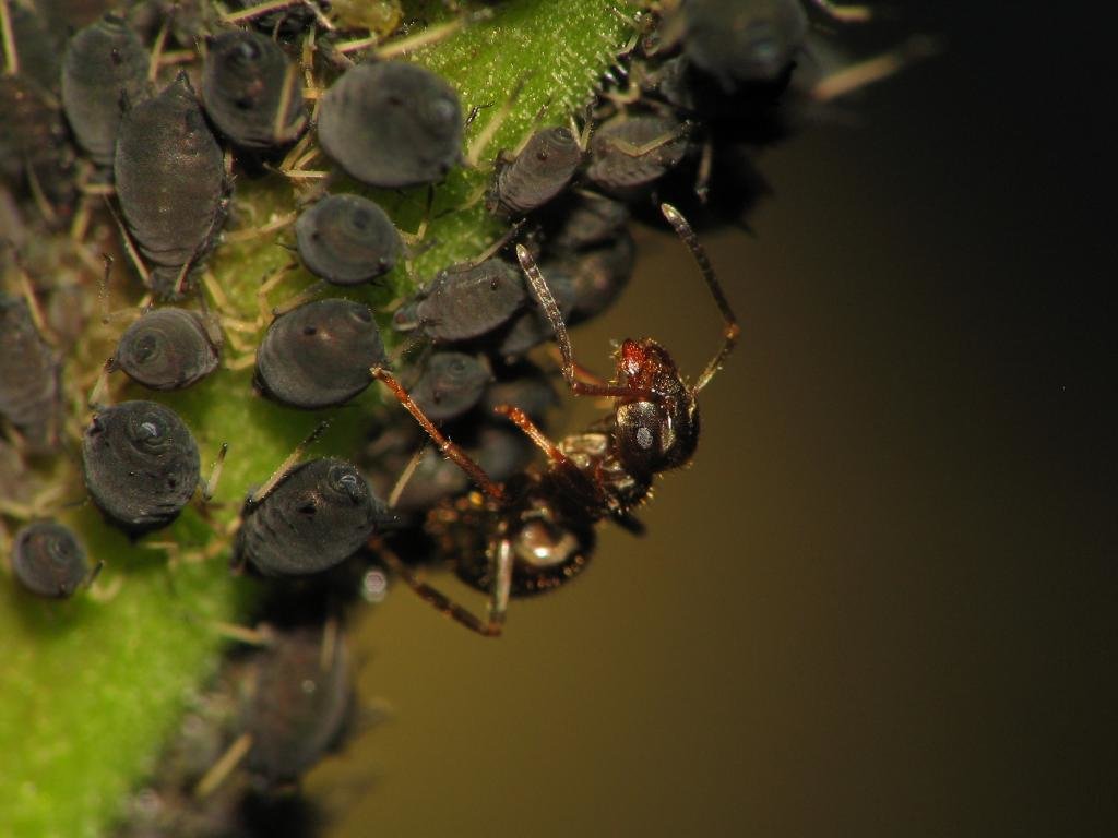 Awesome Ant free wallpaper ID:401294 for hd 1024x768 computer