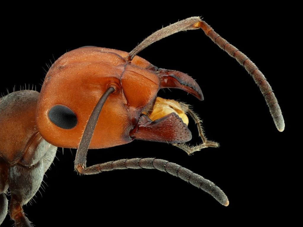 Free download Ant wallpaper ID:401295 hd 1024x768 for PC