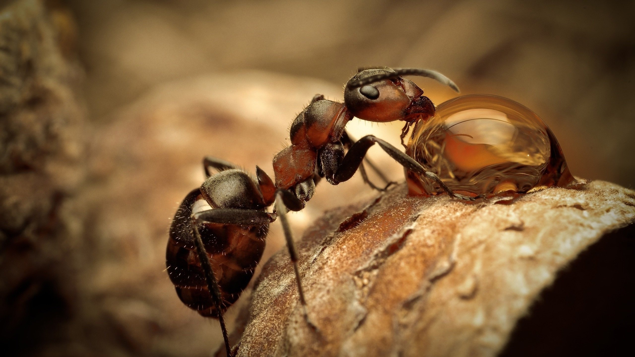 Download hd 2560x1440 Ant computer wallpaper ID:401320 for free