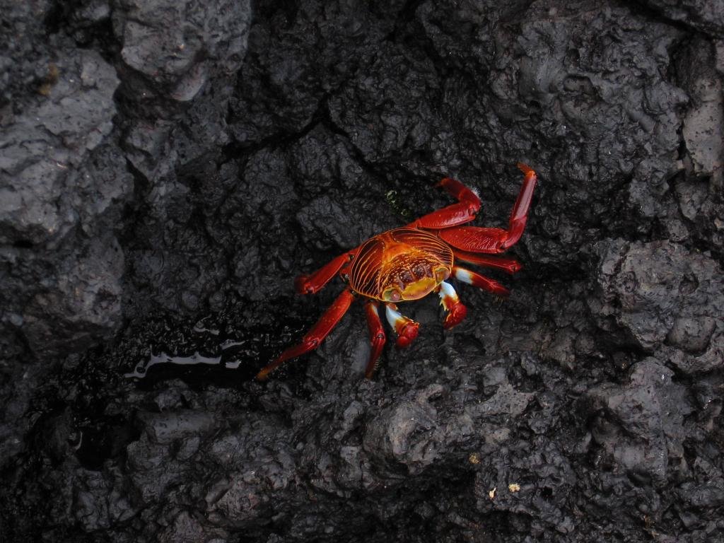 Awesome Crab free background ID:294329 for hd 1024x768 desktop