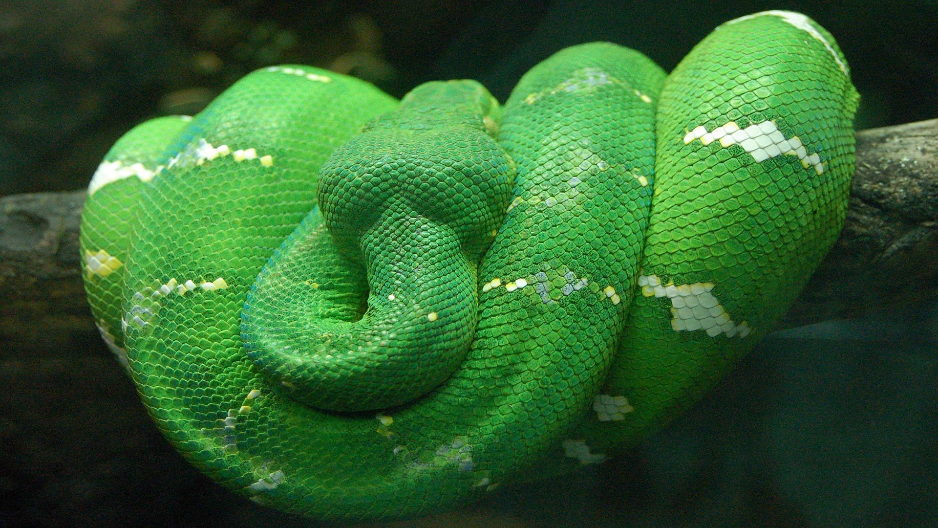 Best Python background ID:52997 for High Resolution full hd computer